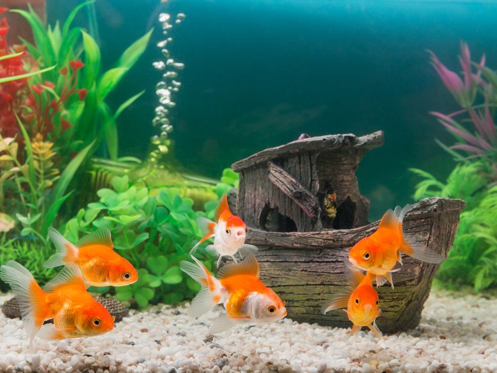 Fischfutter Verkaufs-Shop -Fischfutter Verkaufs-Shop Beste aquarium decoratie