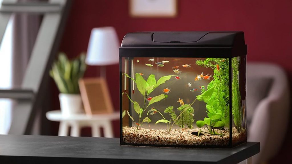 Fischfutter Verkaufs-Shop -Fischfutter Verkaufs-Shop Fish Keeping An Inexpensive Useful and Luxurious Hobby 1024x576 1